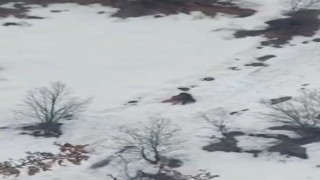 Kış uykusundan uyanan ayıların kar keyfi