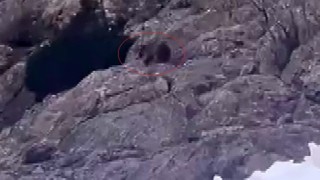 Kış uykusundan uyandı, kar üstünde yiyecek aradı