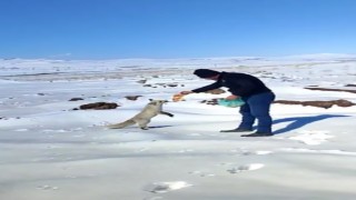Kışın zor günlerinde tilkiye işçilerden şefkat eli