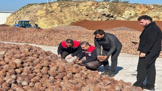 Koçarlıda Çam Fıstığı işleme tesisindeki çalışmalar yerinde incelendi