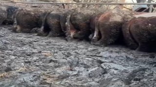 Konyada sosyal medyaya yansıyan hayvancılık işletmesi görüntülerine inceleme