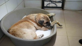 Köpeği ezen sürücü serbest bırakıldı