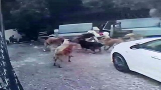 Köpek sürüsü kediyi parçaladı, korkudan çocuğunu okuldan aldı