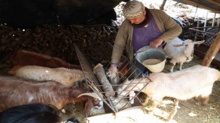 Korkutelinde yem ezme ve kırma makinesi üreticiye kolaylık sağlıyor