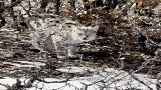 Köyün içerisine giren vaşak görüntülendi
