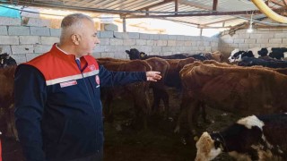 Kumluda yerli ırk hayvanlarla büyükbaş yetiştiriciliği yapan işletme incelendi