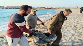 Kuşadasında 2 yeşil deniz kaplumbağası ve 1 caretta caretta ölü bulundu