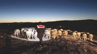 Kütahyada kaybolan hayvanları jandarma dronla buldu
