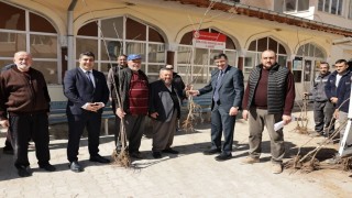 Kütahyada yerel kiraz türleri yeniden toprakla buluşuyor