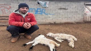 Kuzu Septisemisi yeni doğan kuzuları telef ediyor