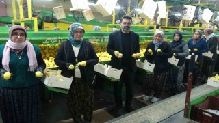 Limonda hasat sonu: Kadınların yoğun mesaisi sürüyor