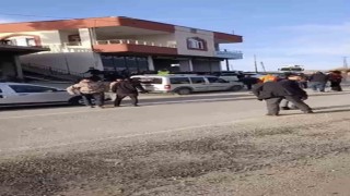 Mardinde iki grup arasında sopalı kavga: 7 kişi yaralandı