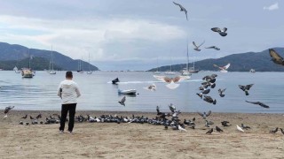 Marmariste güvercinler kışın boşalan sahili mesken tuttu