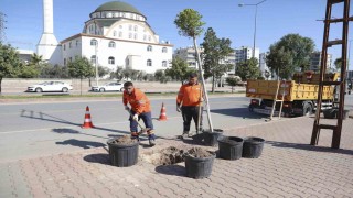 Mersinde ağaçlandırma seferberliği başladı