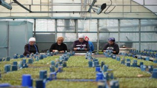 Milyonlarca sebze fidesi profesyonel ellerde üretiliyor