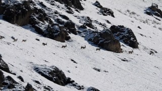 Munzur Dağlarında yaban keçileri karlı zirvelerde görüntülendi