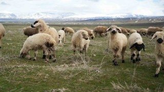 Muş Ovası kuzu sesleriyle şenlendi