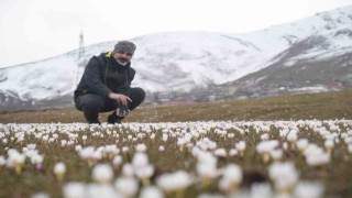 Muş Ovasında çiğdemler yeniden yüzünü gösterdi