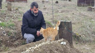 Muşta 9 gün önce öldürülen adamın kedileri mezarının başından ayrılmıyor