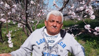 Mutta kayısı ağaçları adeta gelinliğe büründü