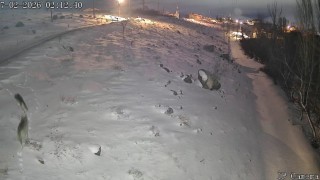 Niğdede aç kalan kurtlar köye indi