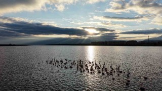 Niğdedeki Akkaya Barajında flamingo şöleni başladı