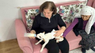 Öksüz kuzu Balım, Şenol ailesinin şefkatiyle hayata tutundu
