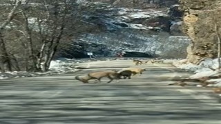 Ovacık yolunda dağ keçisi sürüsü yolu kapladı