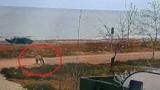 Polisten kaçan 16 yıllık hükümlü yere düşünce yakalandı