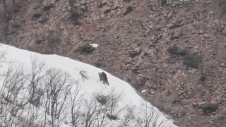 Pülümür Vadisinde oyun oynayan ayılar görüntülendi