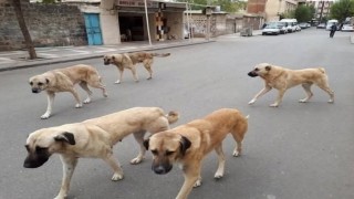 Sahipli hayvanını terk edene 108 bin TL ceza