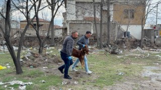 Saldırgan köpeğin resmî olmayan sahibi ortaya çıktı