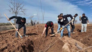 Şanlıurfa Büyükşehir Belediyesinden 20 bin çınarlık yeşil hamle