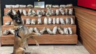 Şanlıurfada 17 kilo 550 gram skunk ele geçirildi
