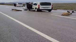 Şanlıurfada araç koyun sürüsüne çarptı: 10 koyun telef oldu