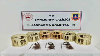 Şanlıurfada kaçak keklik avcıları suçüstü yakalandı