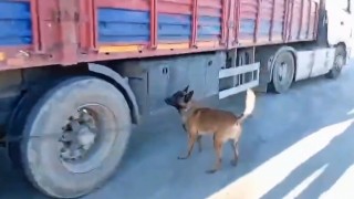 Şanlıurfada narkotik köpeği milyonluk uyuşturucu sevkiyatına geçit vermedi