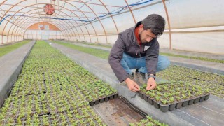 Şanlıurfada seralarda 400 bin yazlık çiçek üretiliyor