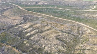 Sarıçamda 1 milyon 200 bin fidan toprakla buluşturuldu