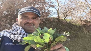 Sarıgölde baharın habercisi ekşi kulak tezgahlarda yerini aldı