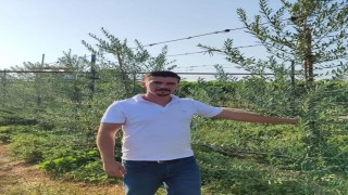 Sarıgölde bodur zeytin dönemi