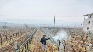 Sarıgölde ölü kol hastalığıyla mücadele başladı