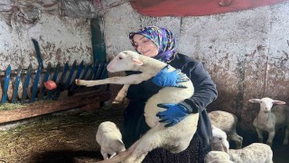 Şehir hayatını bırakıp üretime yöneldi: Kadın girişimci Fransız koyunlarıyla dikkat çekiyor