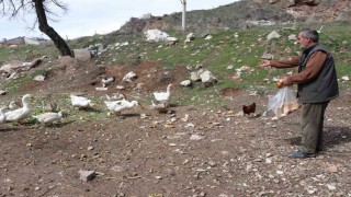 Şehirde renkli görüntüler oluşturan firari kazlar, yuvalarında görüntülendi
