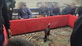 Siirtte horoz dövüşüne suçüstü operasyon: 60 kişi yakalandı