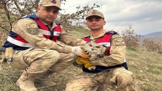Siirtte nesli tehlike altındaki kulaklı baykuş koruma altına alındı