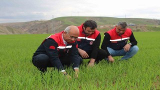 Siirtte yağışlar yüzde 150 arttı, tarımsal hasıla beklentisi yükseldi