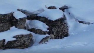 Şırnakta tilkiler kar üstünde yiyecek ararken görüntülendi