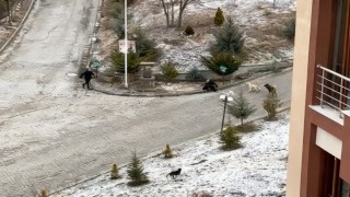 Sokak köpeklerinin saldırısına uğrayan kadını vatandaşlar kurtardı: O anlar kamerada