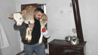 Tatvanda hasta buzağıya evde özel bakım